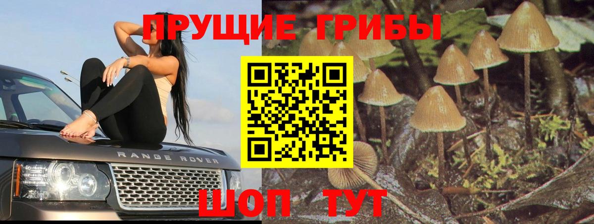 Сосновый Бор  Псилоцибиновые грибы Magic Shrooms  Вход с VPN  Галлюциногенные грибы Psilocybe 